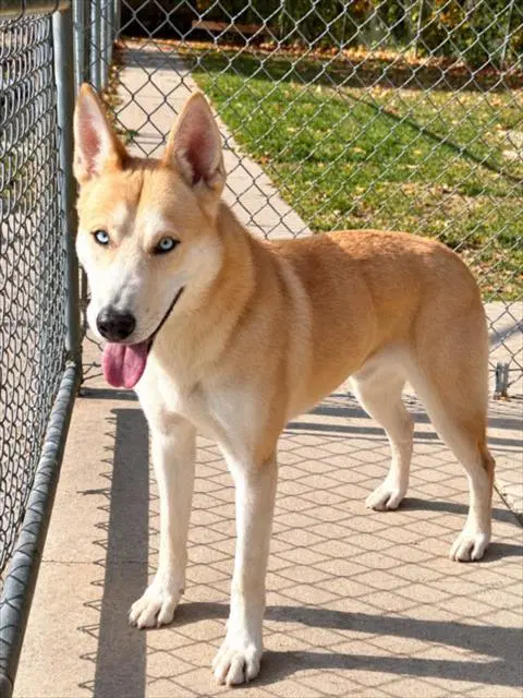 Todd - Siberian Husky