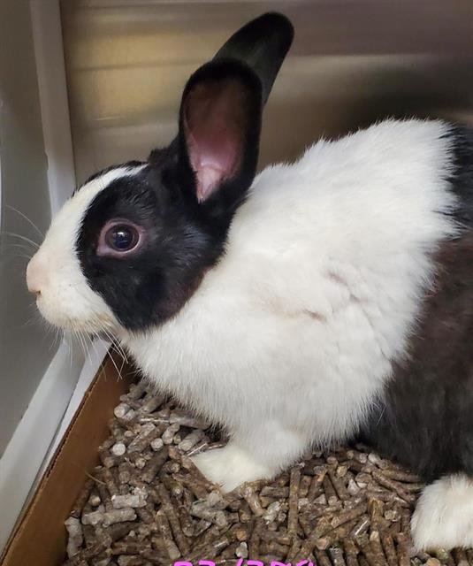 adoptable Rabbit in Saint Louis, MO named NEWTON