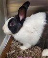 adoptable Rabbit in , MO named NEWTON