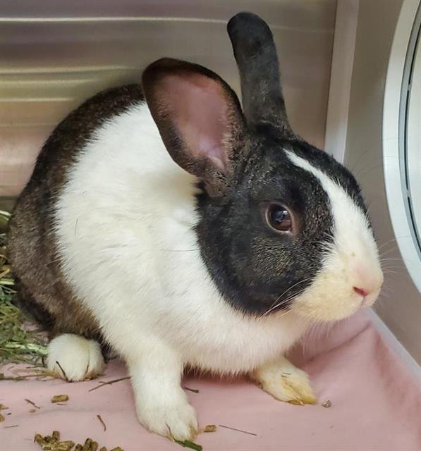 adoptable Rabbit in Saint Louis, MO named STRAWBERRY