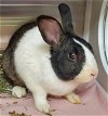 adoptable Rabbit in  named STRAWBERRY