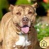 adoptable Dog in  named LETTY