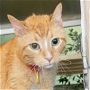 adoptable Cat in , MO named MAX