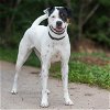 adoptable Dog in  named ZAYLEE