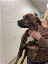 adoptable Dog in , MO named LINUS