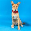 adoptable Dog in , MO named LONDON