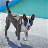 adoptable Dog in , MO named KEVIN