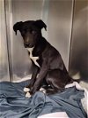 adoptable Dog in  named FRIDAY