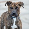 adoptable Dog in  named LINUS