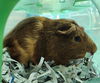 adoptable Guinea Pig in Saint Louis, MO named TWIX