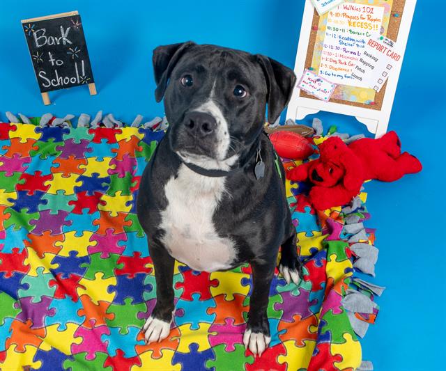 adoptable Dog in Saint Louis, MO named OTIS