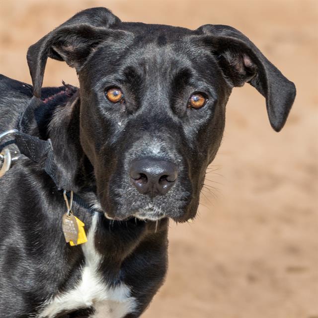 adoptable Dog in Saint Louis, MO named AU JUS