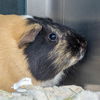 adoptable Guinea Pig in Saint Louis, MO named ROSCY