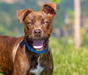 adoptable Dog in Saint Louis, MO named GARY