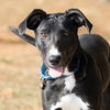 adoptable Dog in , MO named HARLOW