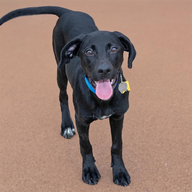 adoptable Dog in Saint Louis, MO named CROATIA