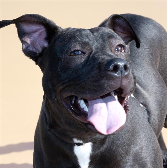 adoptable Dog in Saint Louis, MO named MAYONNAISE