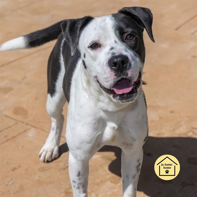 adoptable Dog in Saint Louis, MO named BALSAMIC