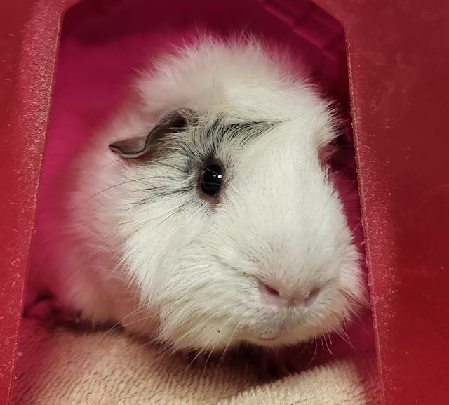 adoptable Guinea Pig in Saint Louis, MO named CAMILLO