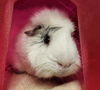 adoptable Guinea Pig in , MO named CAMILLO