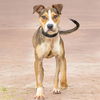 adoptable Dog in  named BEAUMARIS