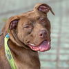 adoptable Dog in , MO named BROWNIE