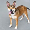 adoptable Dog in  named SAPHIRA