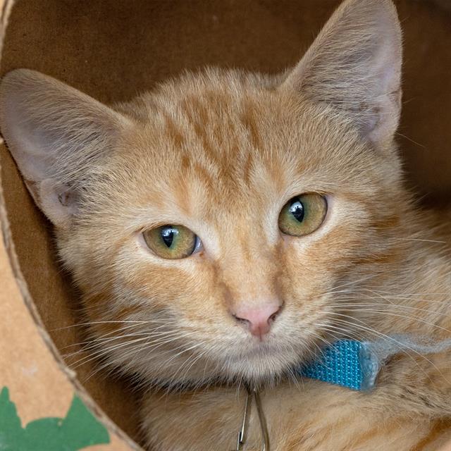 adoptable Cat in Saint Louis, MO named DRY TORTUGAS