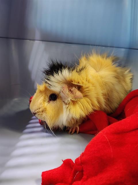 adoptable Guinea Pig in Saint Louis, MO named THOR