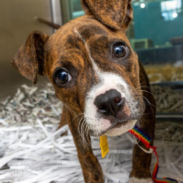 adoptable Dog in Saint Louis, MO named GIRLY