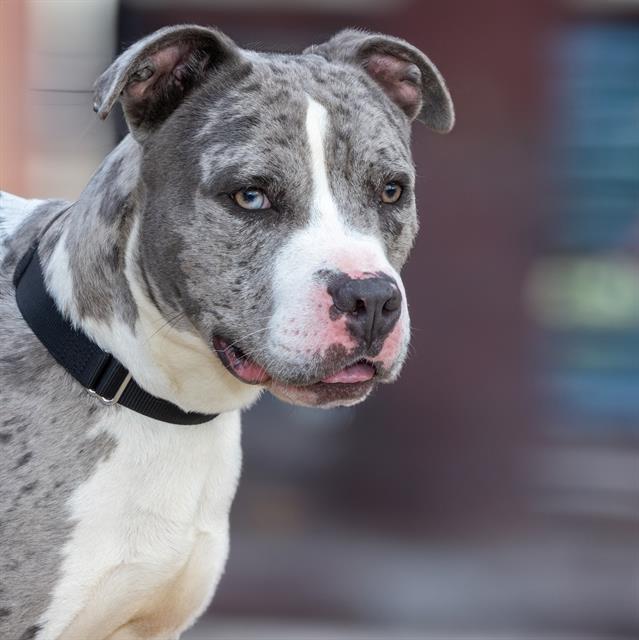 adoptable Dog in Saint Louis, MO named SEAFOAM