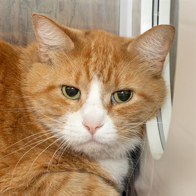 adoptable Cat in Saint Louis, MO named PETER PAN