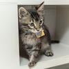 adoptable Cat in Saint Louis, MO named SUNDOWN