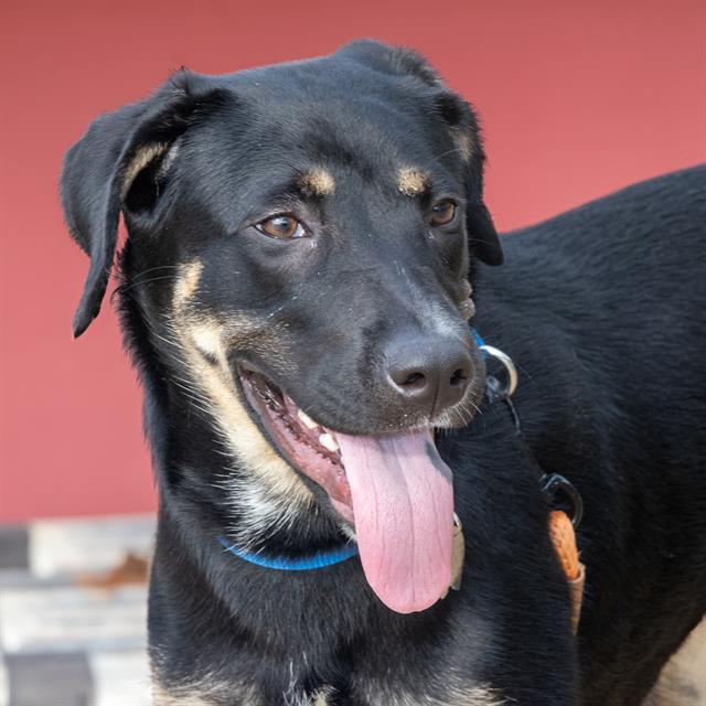 adoptable Dog in Saint Louis, MO named ROMANIA