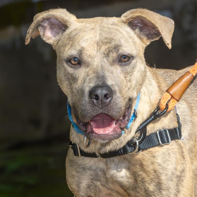 adoptable Dog in Saint Louis, MO named PRADA