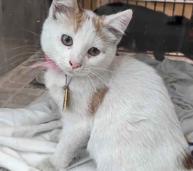 adoptable Cat in Saint Louis, MO named SID