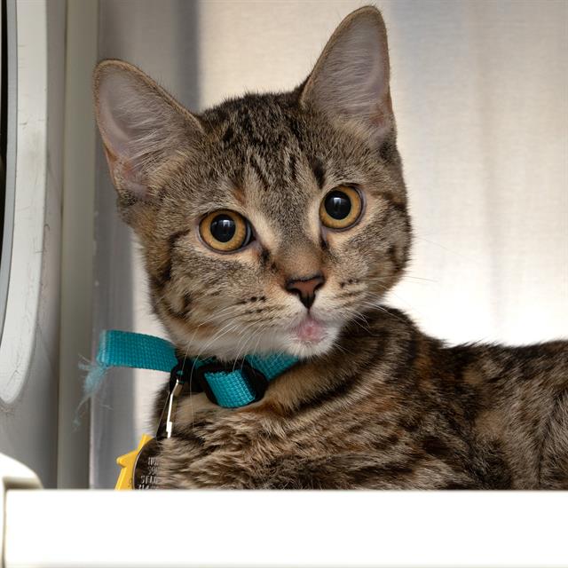 adoptable Cat in Saint Louis, MO named ABERDEEN