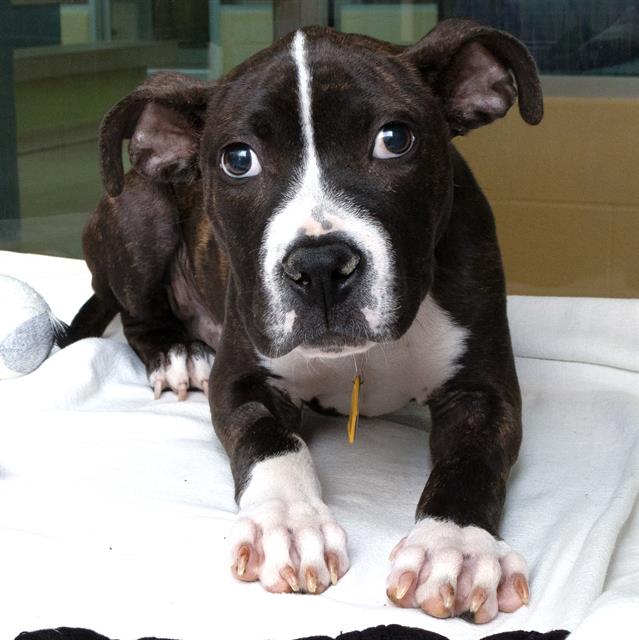 adoptable Dog in Saint Louis, MO named MICKEY