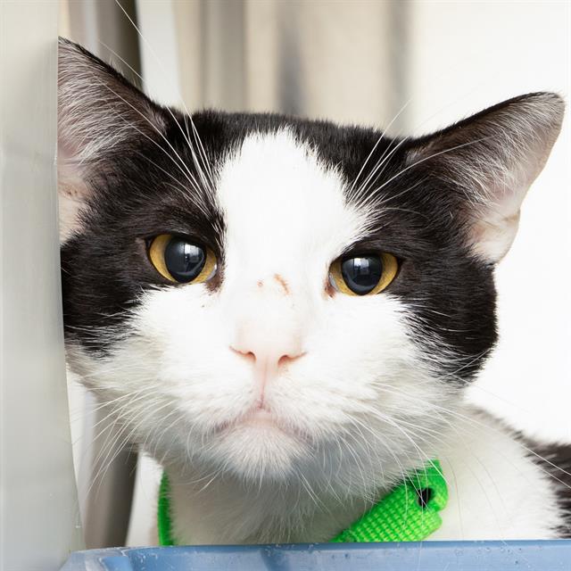 adoptable Cat in Saint Louis, MO named SANDHILL CRANE