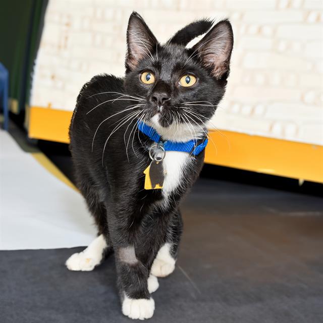 adoptable Cat in Saint Louis, MO named THOMAS