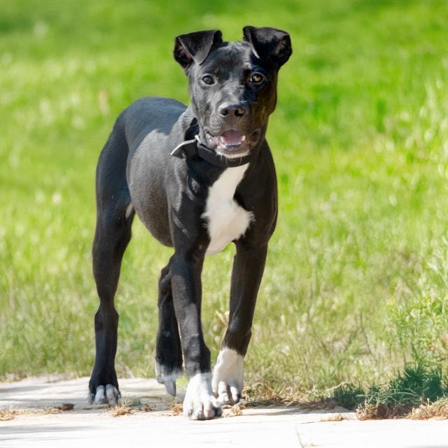 adoptable Dog in Saint Louis, MO named BROWNE