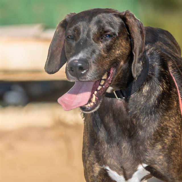 adoptable Dog in Saint Louis, MO named RIO