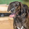 adoptable Dog in Saint Louis, MO named RIO