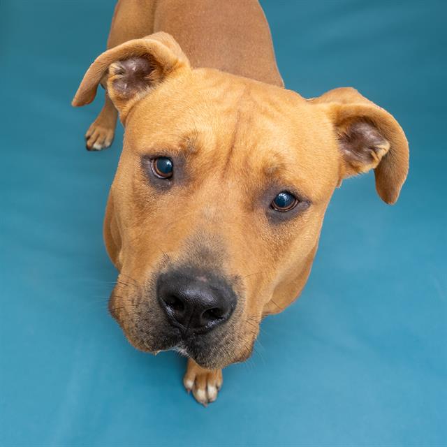 adoptable Dog in Saint Louis, MO named HARVEST MOON