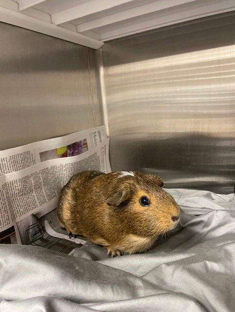 adoptable Guinea Pig in Saint Louis, MO named HEIDI