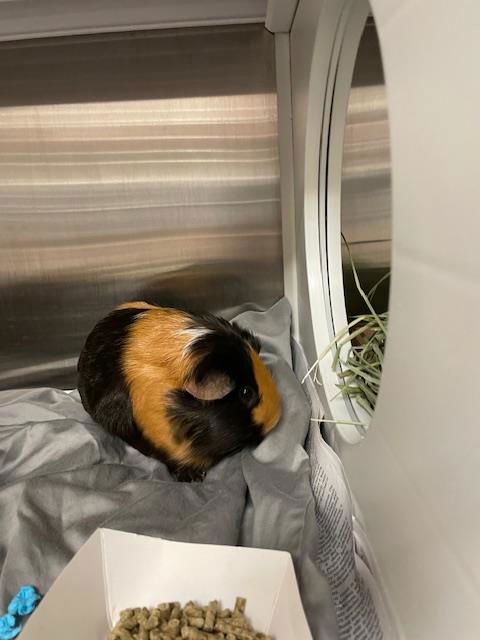 adoptable Guinea Pig in Saint Louis, MO named PEBBLES