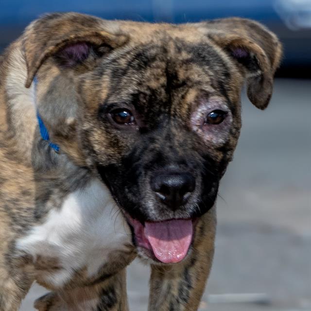 adoptable Dog in Saint Louis, MO named POPPY