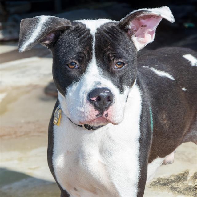 adoptable Dog in Saint Louis, MO named GARNET