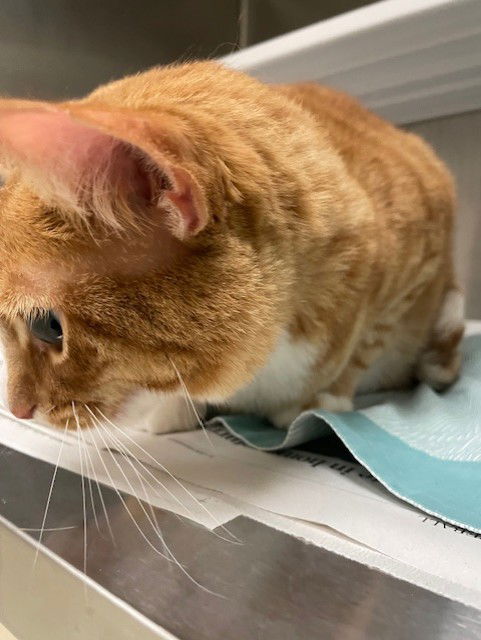 adoptable Cat in Saint Louis, MO named ORANGEY