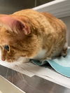 adoptable Cat in , MO named ORANGEY